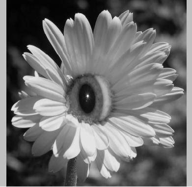 Creation of Eye Bloom: Step 2